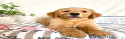 Golden Retriever dogs for sale: Gemma - Ad 3