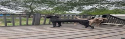 Standard Poodle dogs for sale: Standard Poodle 4 - Ad 2