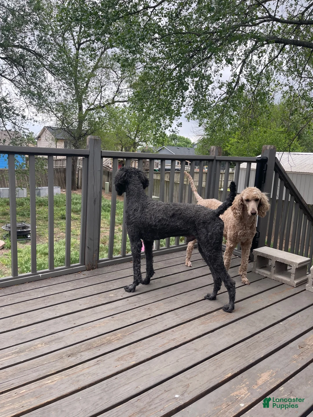 Standard Poodle dogs for sale: Standard Poodle 4 - Ad 2