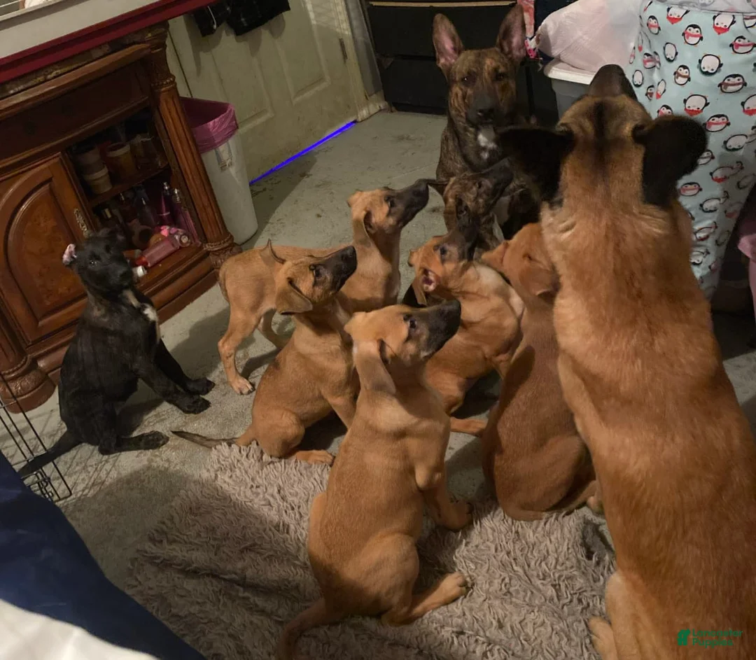 Gallery Image {{count}}