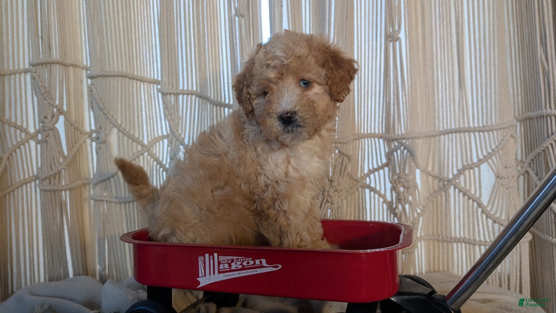 Cavapoo dogs for sale: Asher - Ad 7