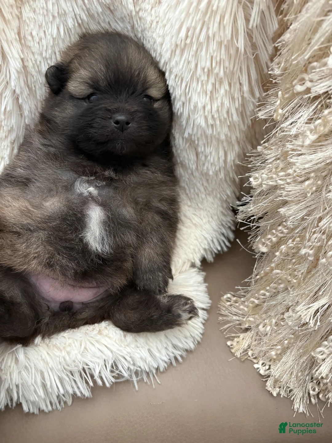 Pomeranian dogs for sale: Opal - Ad 1