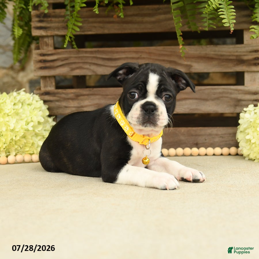 Boston Terrier dogs Tonya - Ad 2