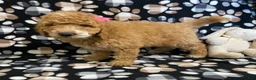 Goldendoodle dogs for sale: Muffin- genetic clear parents - Ad 3