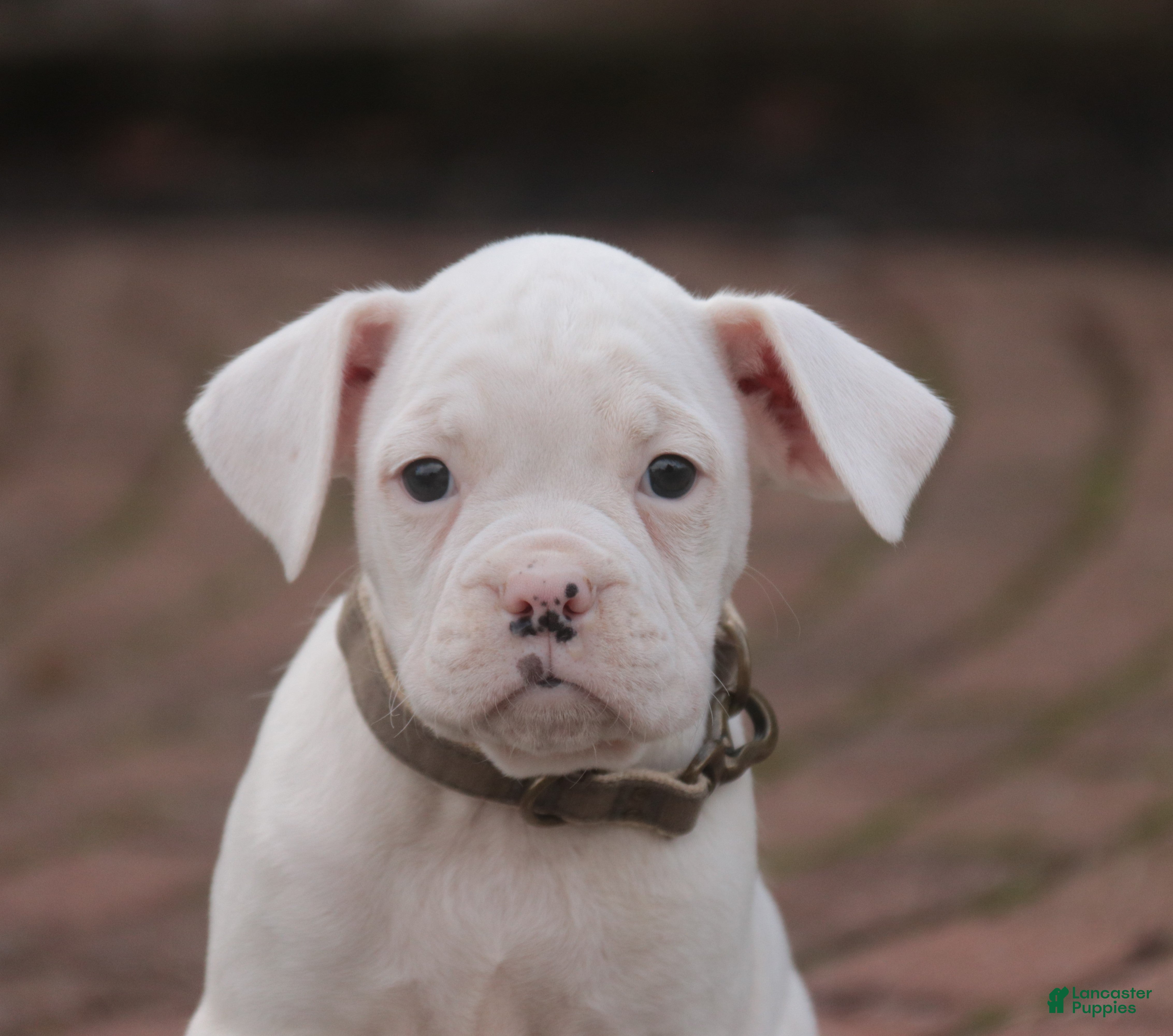 Boxer dogs Chase - Ad 19