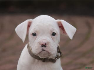 Boxer dogs Chase - Ad 19