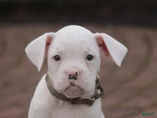 Boxer dogs Chase - Ad 28