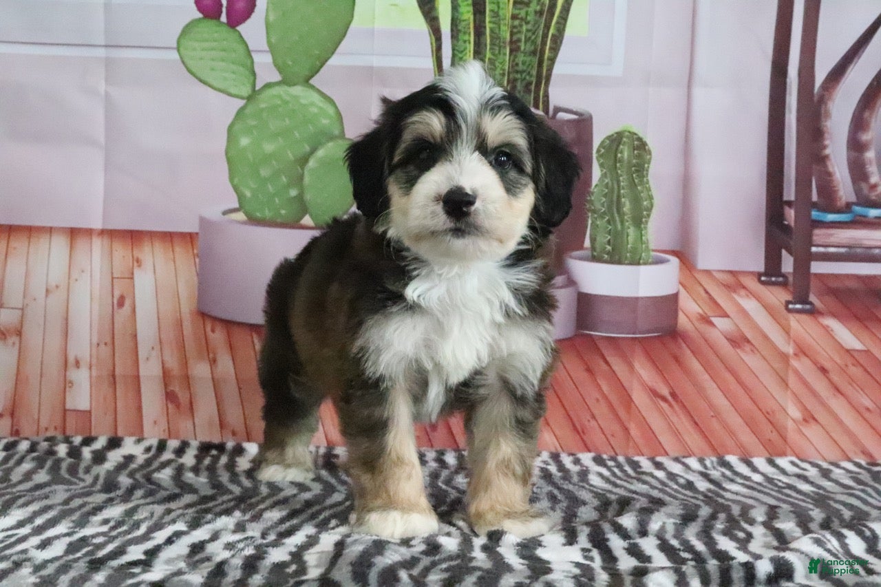 Mini Bernedoodle dogs Shilo - Ad 2