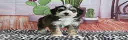 Mini Bernedoodle dogs for sale: Shilo - Ad 2