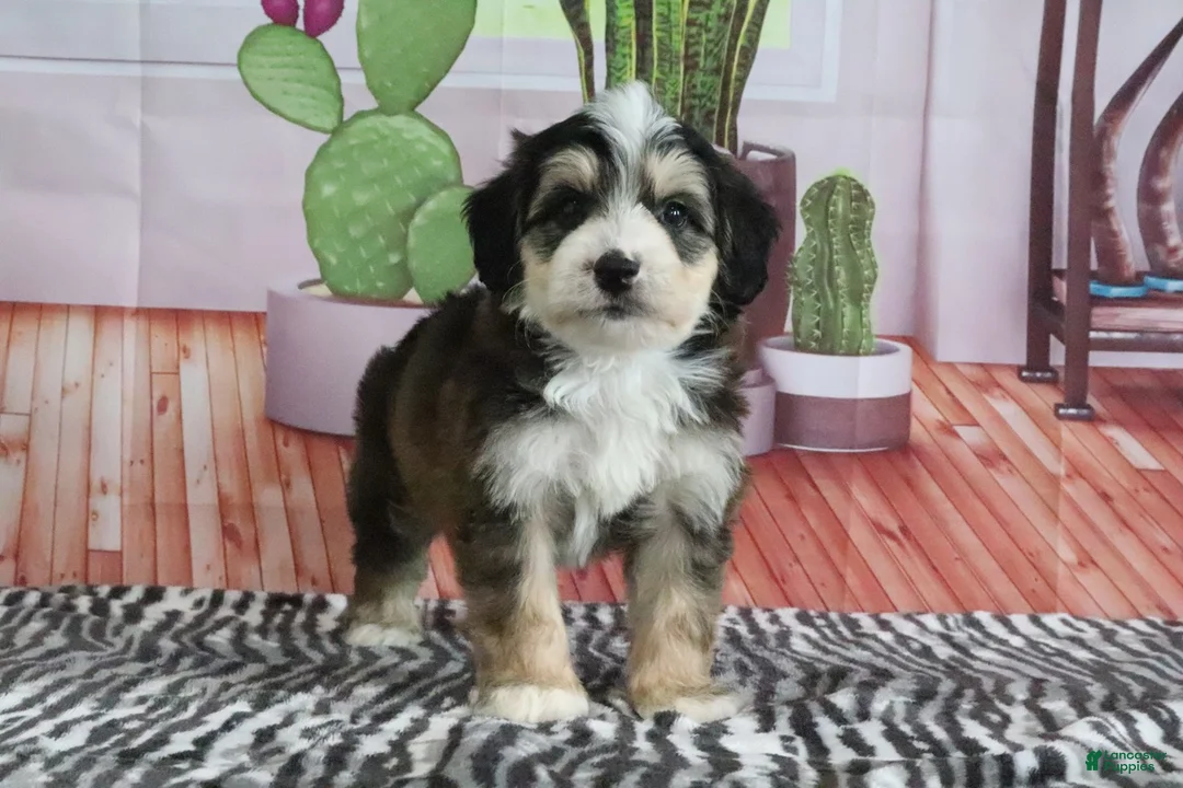 Mini Bernedoodle dogs for sale: Shilo - Ad 2