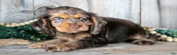 Cocker Spaniel dogs for sale: Delaney - Ad 3