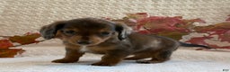 Miniature Dachshund dogs for sale: Mini - Ad 6