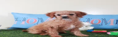 Goldie-Light Red Pretty Female Mini Goldendoodle Puppy