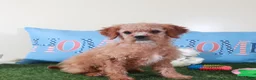 Mini Goldendoodle dogs for sale: Goldie-Light Red Pretty Female Mini Goldendoodle Puppy - Ad 1