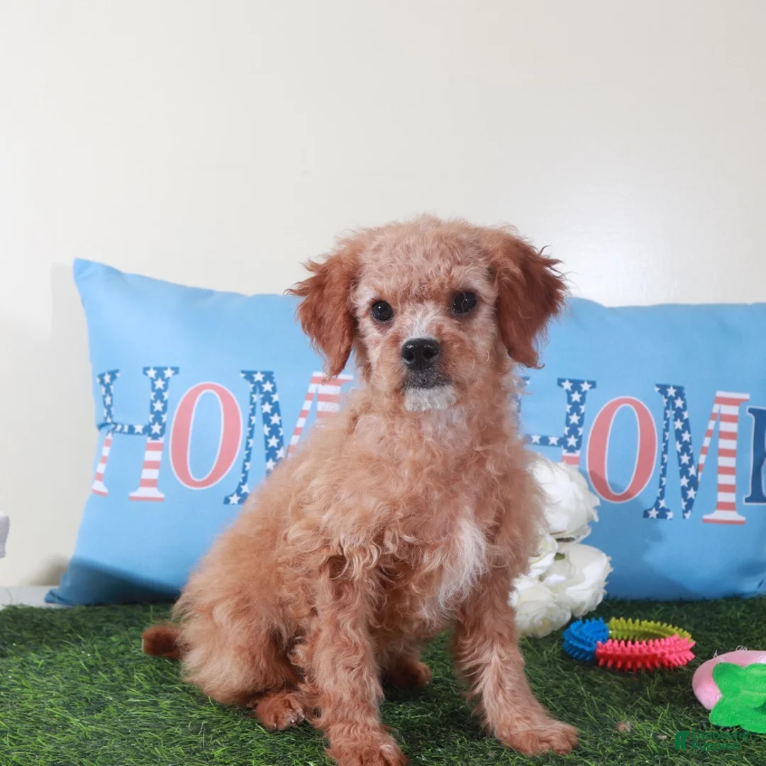 Mini Goldendoodle dogs for sale: Goldie-Light Red Pretty Female Mini Goldendoodle Puppy - Ad 1