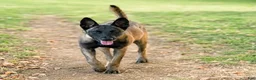 Belgian Malinois dogs for sale: Pink Collar - Ad 7