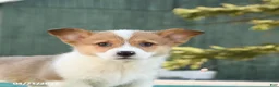 Welsh Corgi Pembroke dogs for sale: Scooter - Ad 5