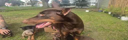Doberman Pinscher dogs for sale: Doberman Pinscher 10 - Ad 2