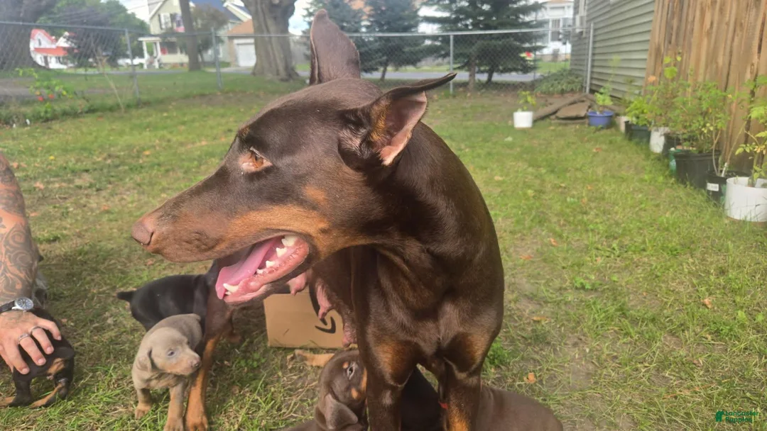 Doberman Pinscher dogs for sale: Doberman Pinscher 10 - Ad 2