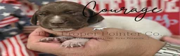 German Shorthaired Pointer dogs for sale: Courage - Ad 1