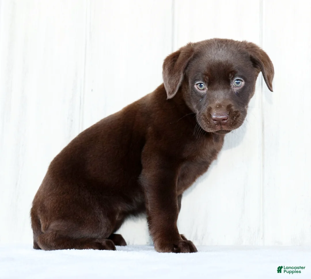 Labrador Retriever dogs for sale: Indie - Ad 3