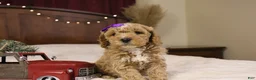 Goldendoodle dogs for sale: Holly - Ad 7