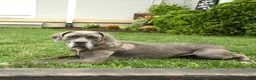Cane Corso dogs for sale: Lilac  - Ad 6