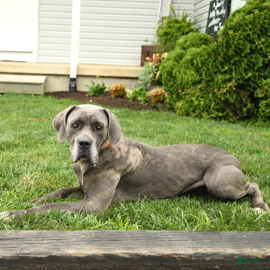 Cane Corso dogs for sale: Lilac  - Ad 6