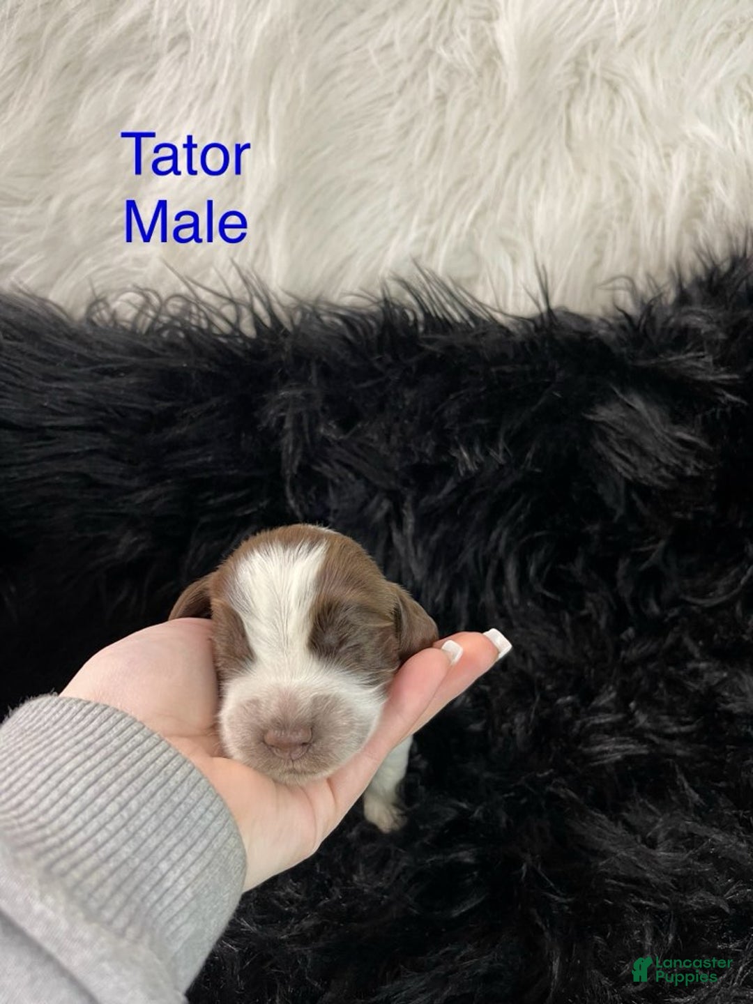 English Springer Spaniel dogs for sale: Tater - Ad 1