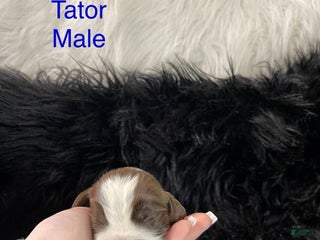 English Springer Spaniel dogs Tater - Ad 16