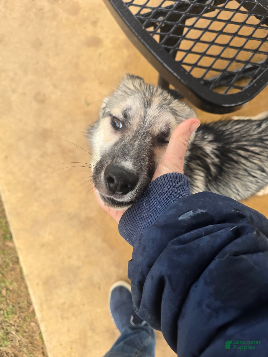 Gerberian Shepsky dogs for sale: Buddy - Ad 2