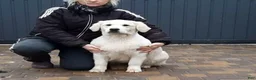 Golden Retriever dogs for sale: Marshmallow Cream - Ad 8