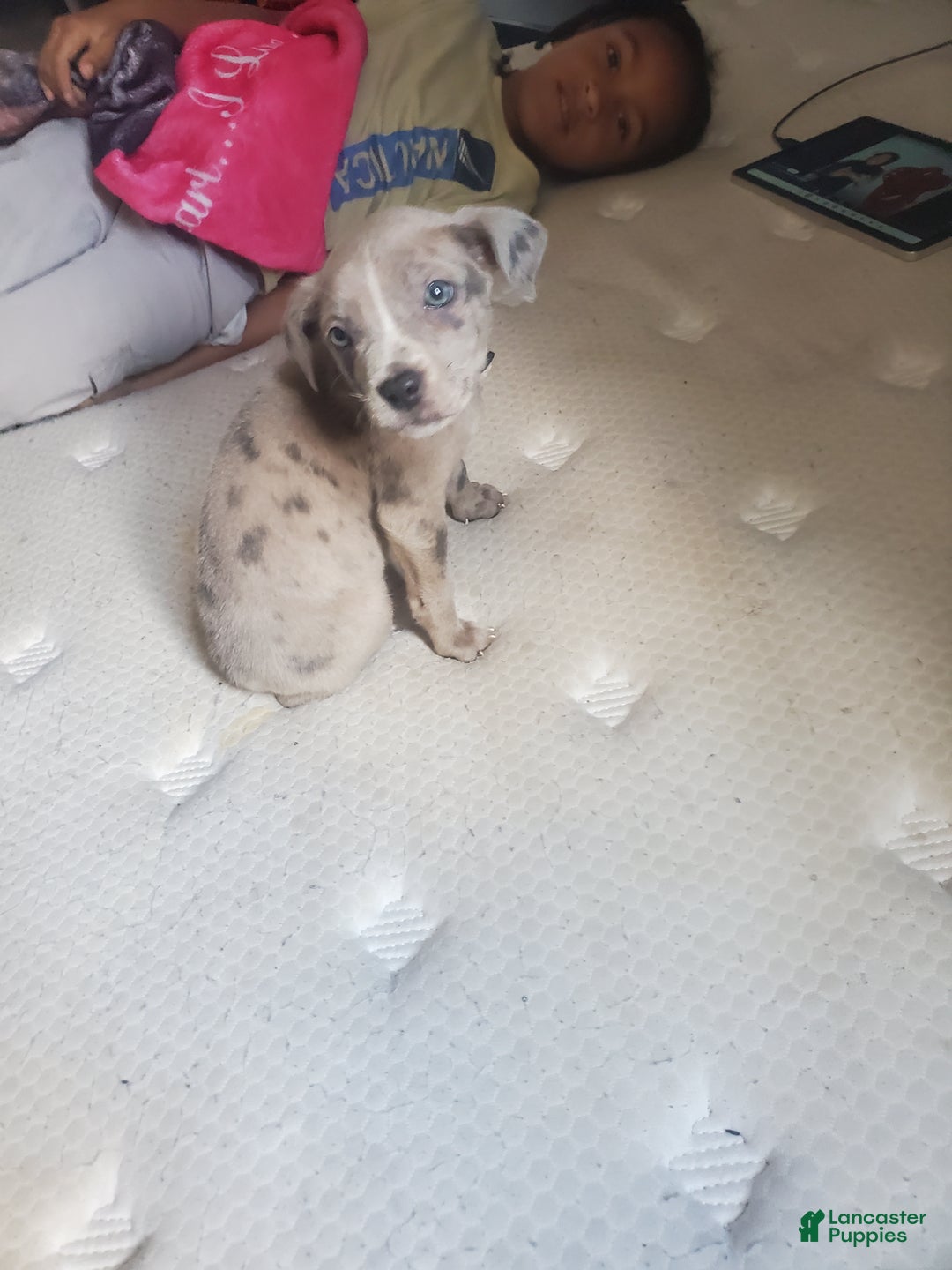 American Bully dogs for sale: American Bully Puppy 8 - Ad 6