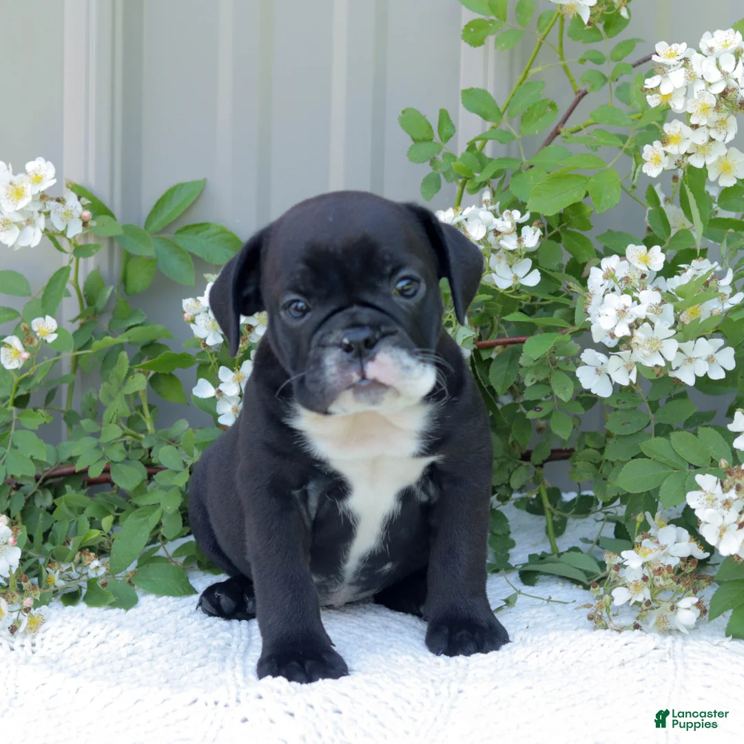 English Bulldog dogs for sale: Jazzy - Ad 1