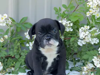 English Bulldog dogs for sale: Jazzy - Ad 3
