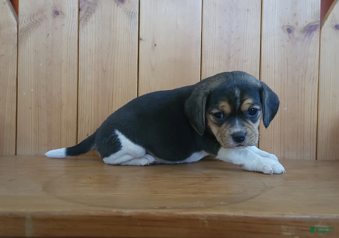 Puggle dogs for sale: Ginger - Ad 4