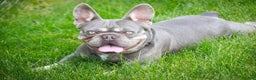 French Bulldog dogs for sale: Gretta - Ad 5