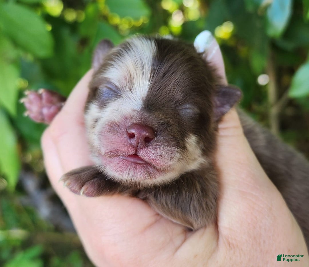 Gallery Image {{count}}