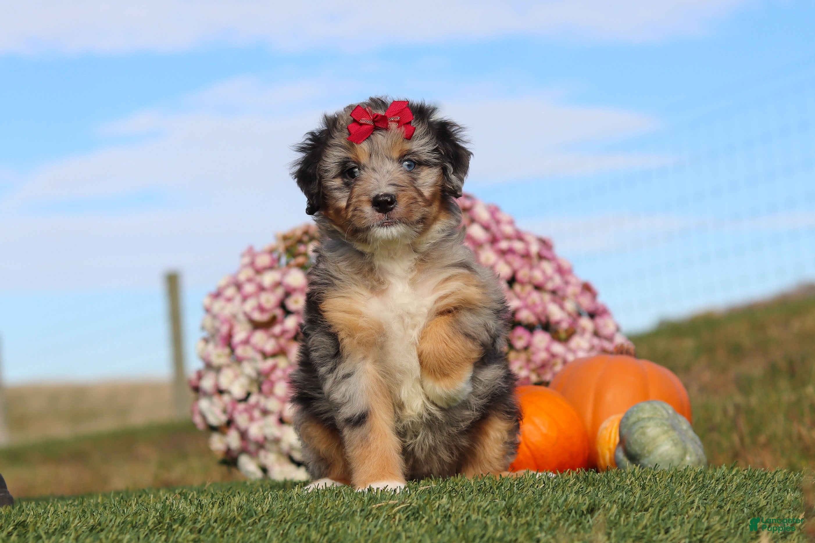 Mini Bernedoodle dogs Trudy - Ad 31