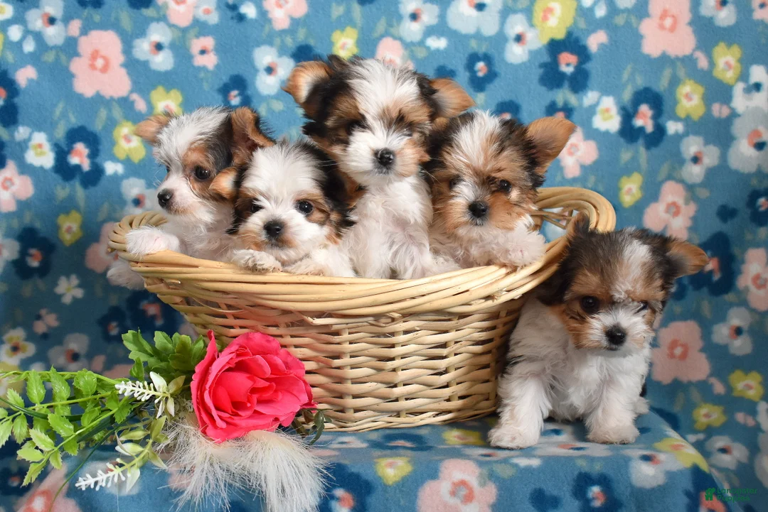 Yorkshire Terrier dogs for sale: Graham  - Ad 8