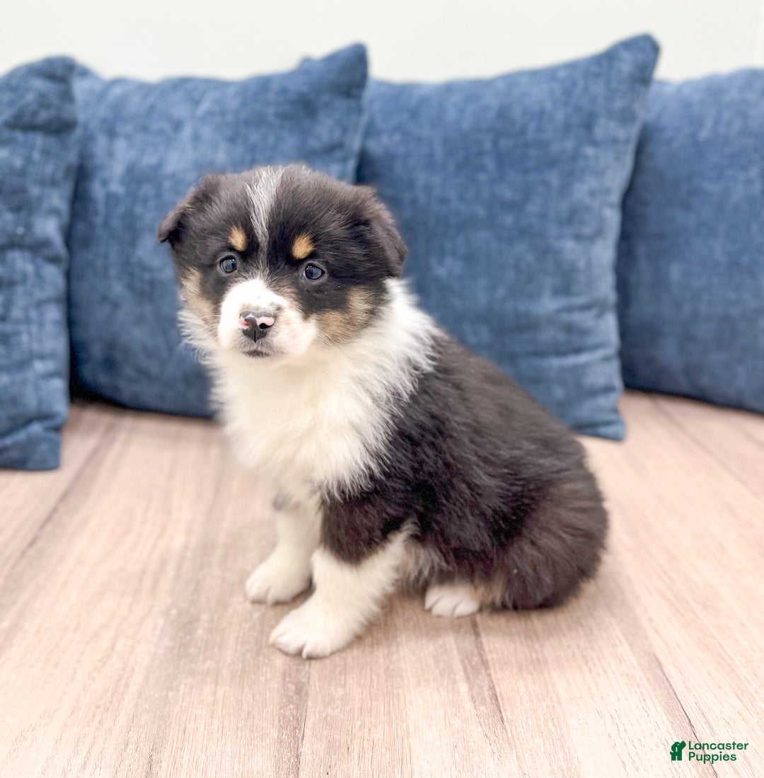Miniature Australian Shepherd dogs for sale: Blossom - Ad 3