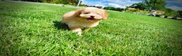 Havapoo dogs for sale: Gracie - Ad 16