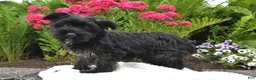 Yorkiepoo dogs for sale: Maverick - Ad 5