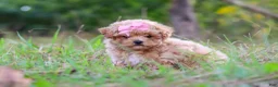 Maltipoo dogs for sale: Oakley - Ad 4