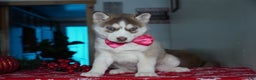 Siberian Husky dogs for sale: River - Ad 3