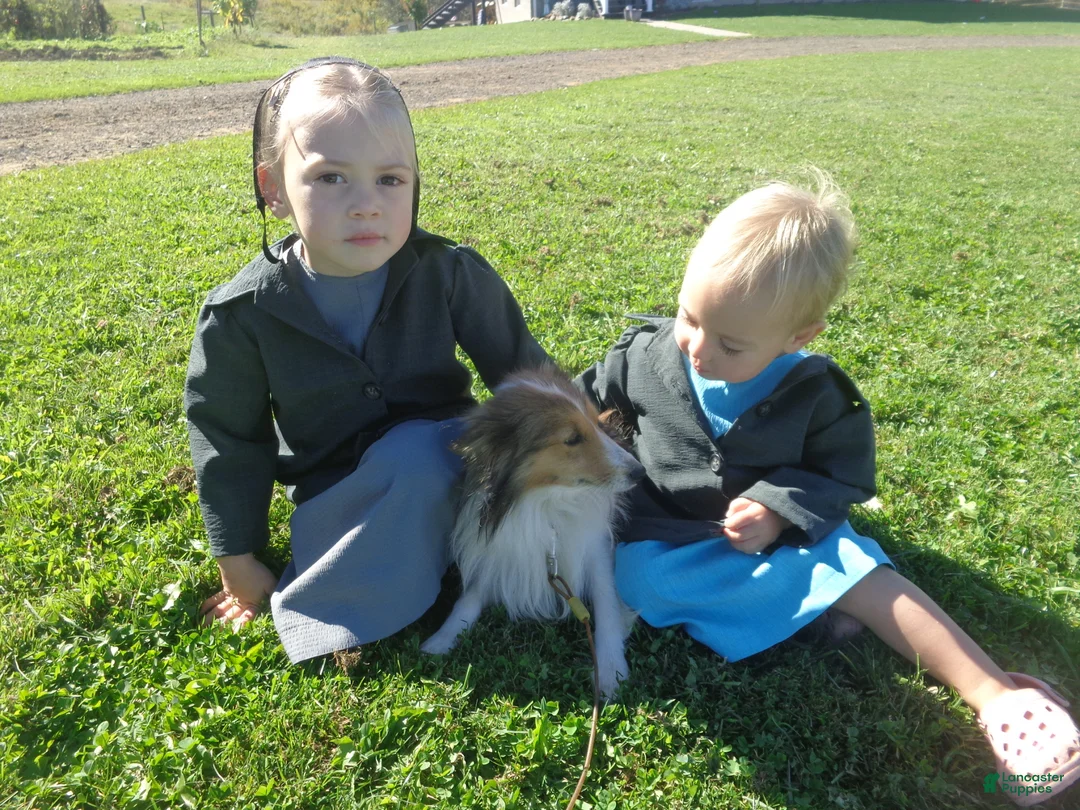 Shetland Sheepdog dogs for sale: Shetland Sheepdog Puppy 4 - Ad 2
