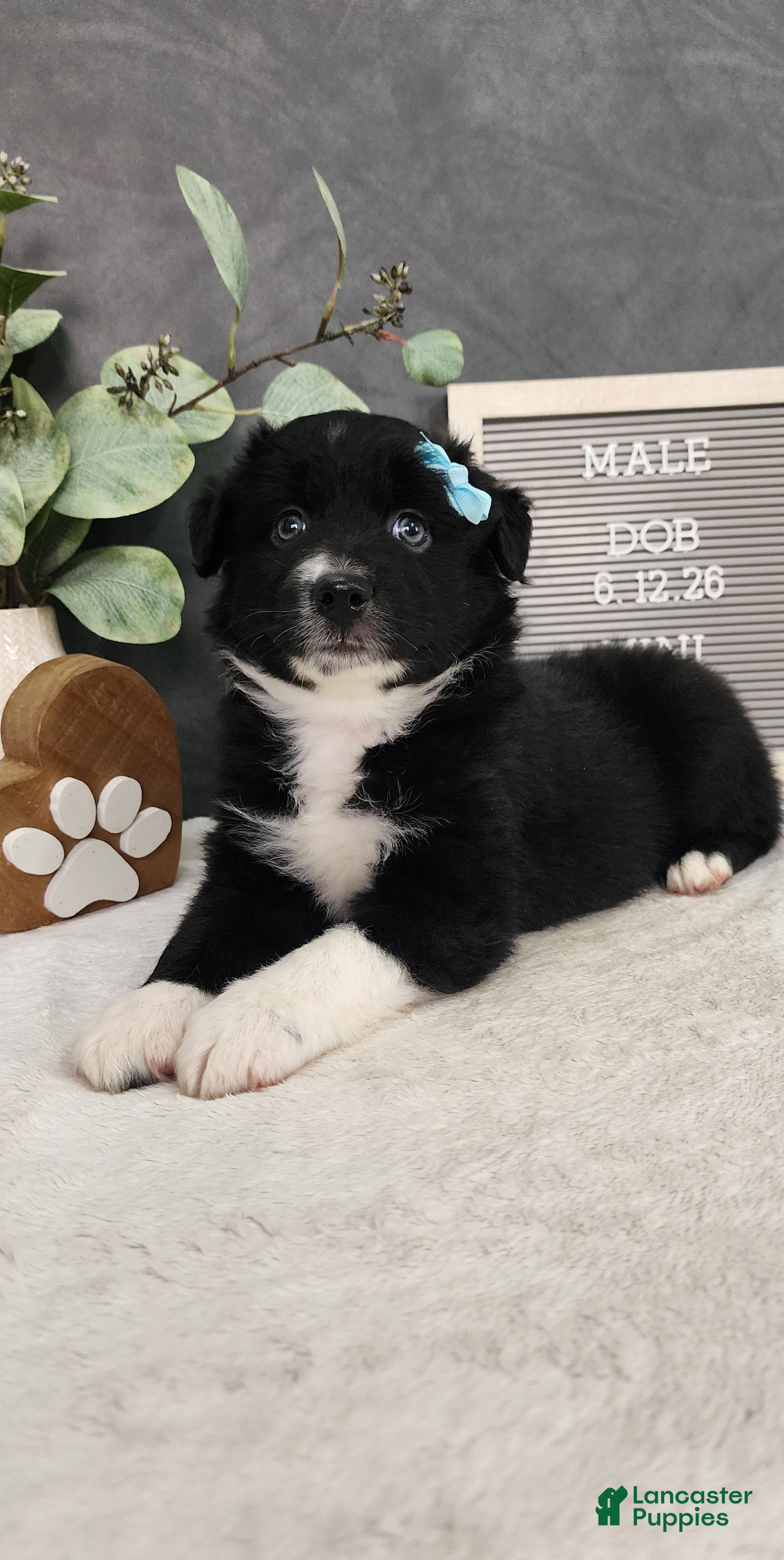 Miniature Australian Shepherd dogs Oliver  - Ad 2