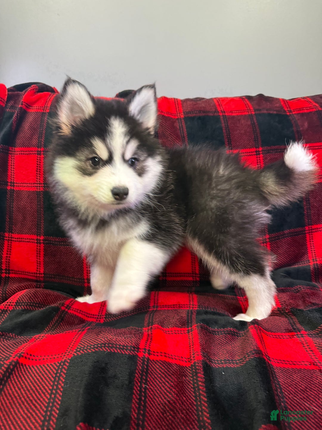 Pomsky dogs for sale: Astro - Ad 2