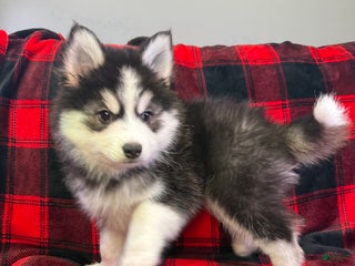 Pomsky dogs Astro - Ad 7