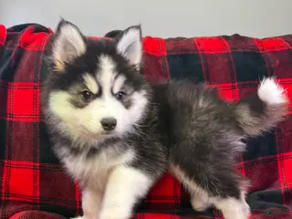 Pomsky dogs Astro - Ad 38